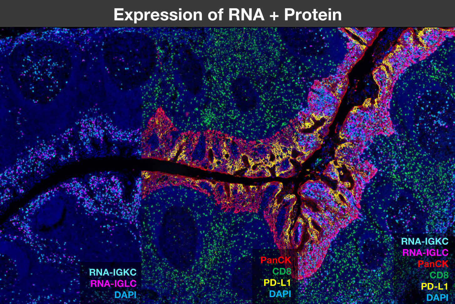 RNA原位杂交平台